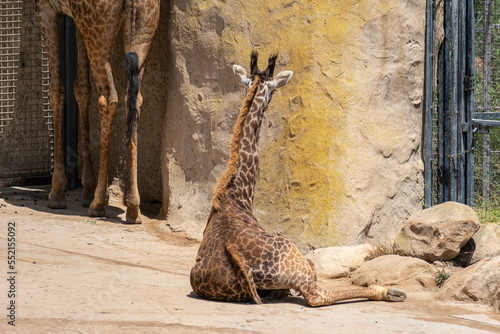 Photography Giraffe