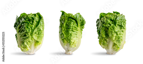 lettuce bud isolated on white background