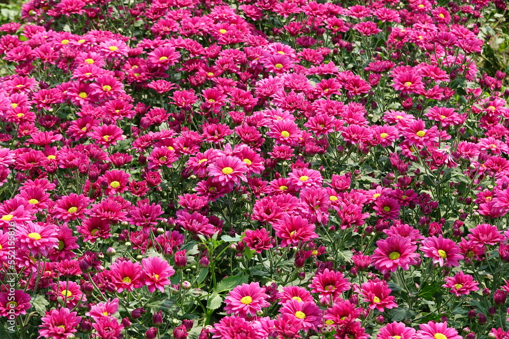 Fototapeta premium pink flowers