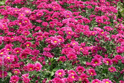 pink flowers