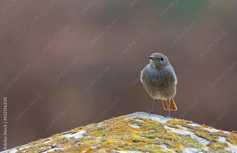 Naklejka premium Different birds with their feeding routines, observation, perched, etc. in these winter days