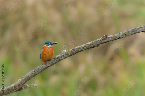 Common kingfisher close up in natural light