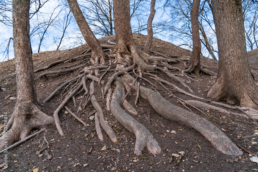 A close-up of intricately intertwined tree roots on an earthen mound. Winter time. Tree branches without leaves against the sky.