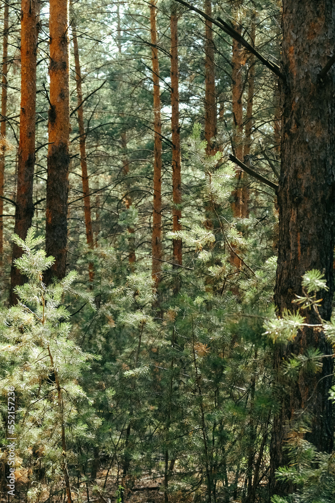 summer landscape pine forest on the background of blue sky summer landscape pine forest on the background of blue sky