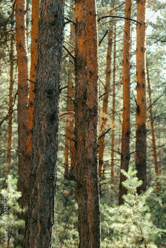 Fototapeta Naklejka Na Ścianę i Meble -  summer landscape pine forest on the background of blue sky