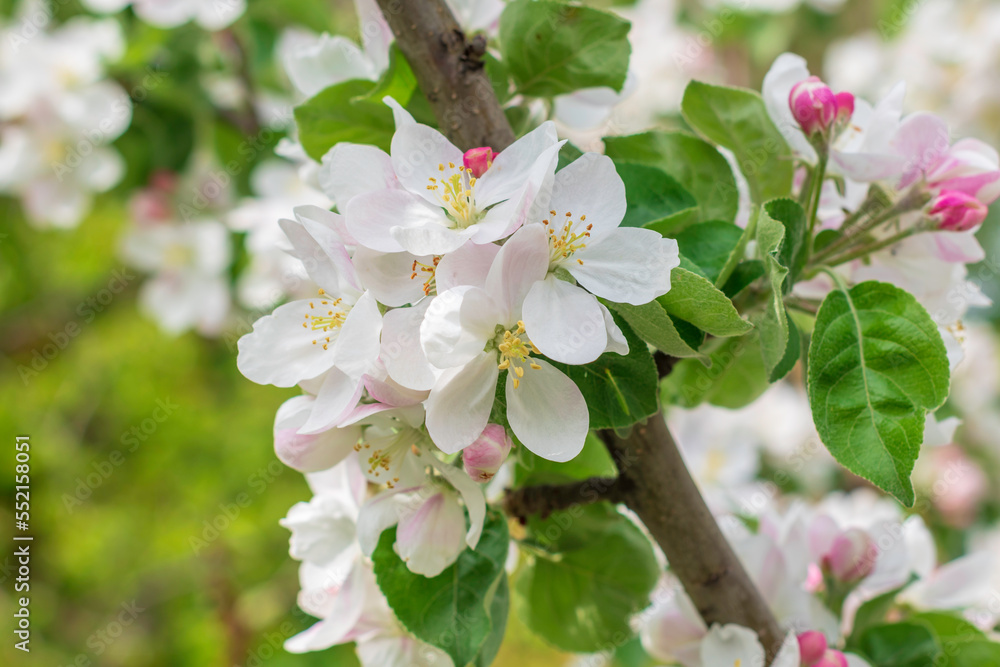 Fototapeta premium White blossoming apple trees in sunlight.Spring season.