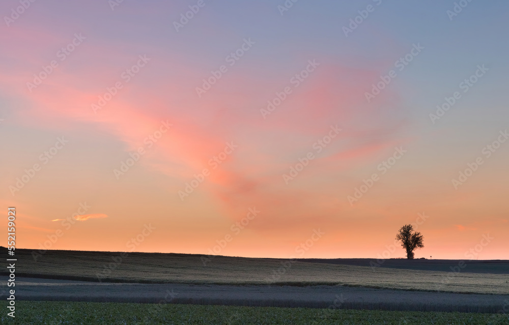 lonely tree at dawn 