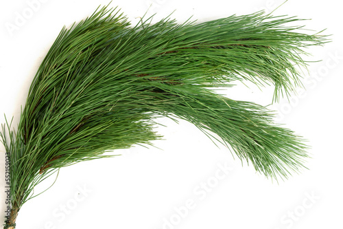 green fir tree spruce branch with needles isolated on white background, xmas tree branch