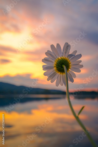 Biały kwiat na tle nieba zachodzącego słońca i jeziora