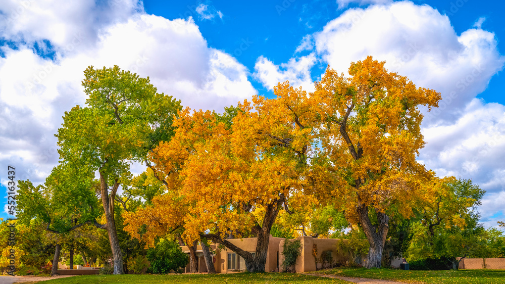 Naklejka premium Vibrant golden autumn leaves of Cottonwood trees at Paseo del Bosque Trail along the Rio Grande River in Albuquerque, New Mexico, USA