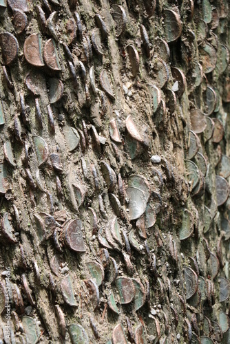 Tree trunk with lots of cash coins, Bolton Abbey England Great Britain