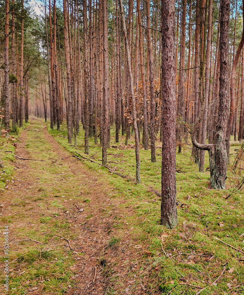 Naklejka premium forest in autumn