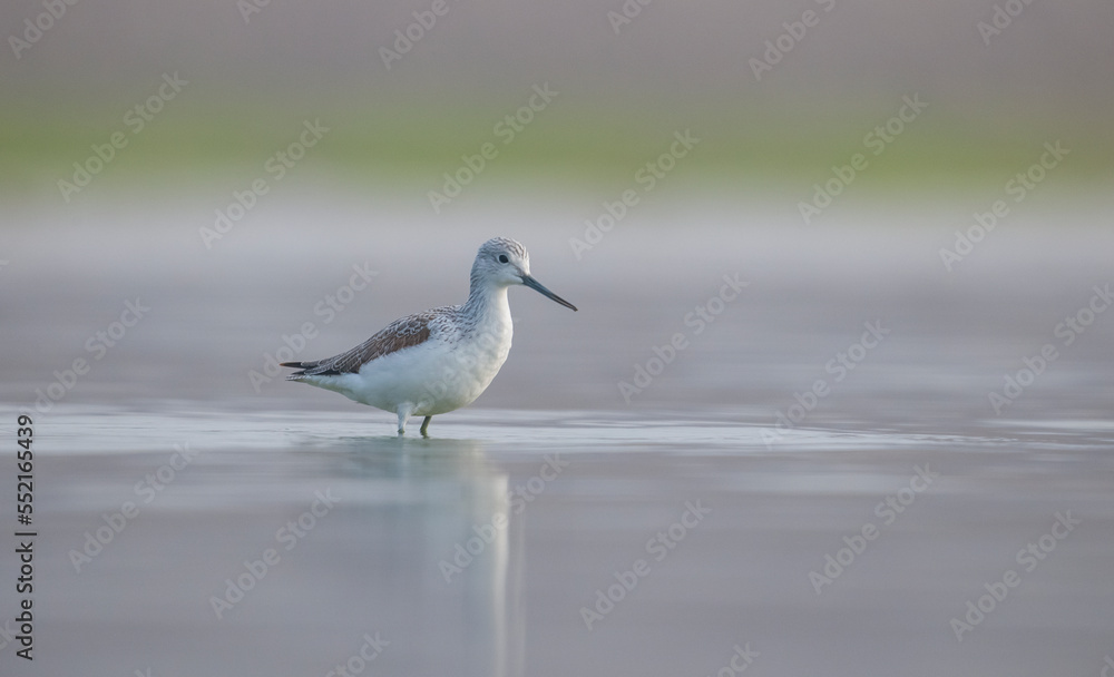 Common Greenshank (Tringa nebularia) is a wetland bird that lives in Africa, Europe and Asia. It usually feeds on fresh water. Common Greenshank (Tringa nebularia) is a wetland bird that lives in Africa, Europe and Asia. It usually feeds on fresh water.
