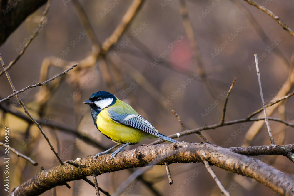 Titmouse bird, small wildlife birds, at public park