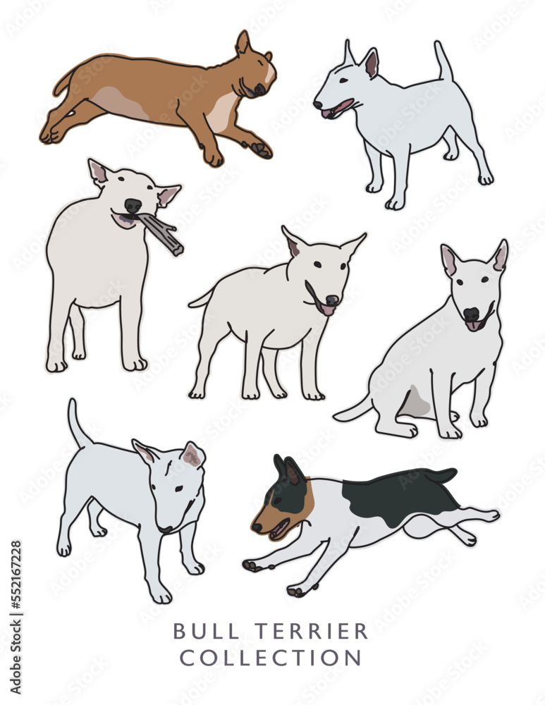Boston Terrier Illustration Set Color (Different Poses)