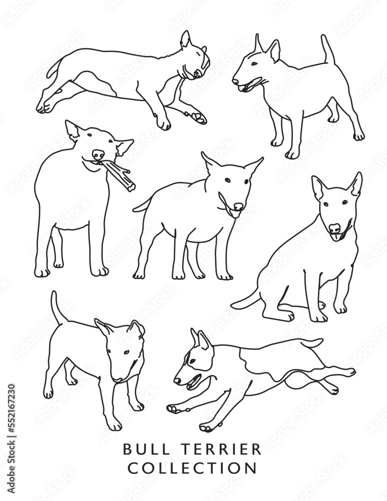 Bull Terrier Illustration Set Outlines (Different Poses)