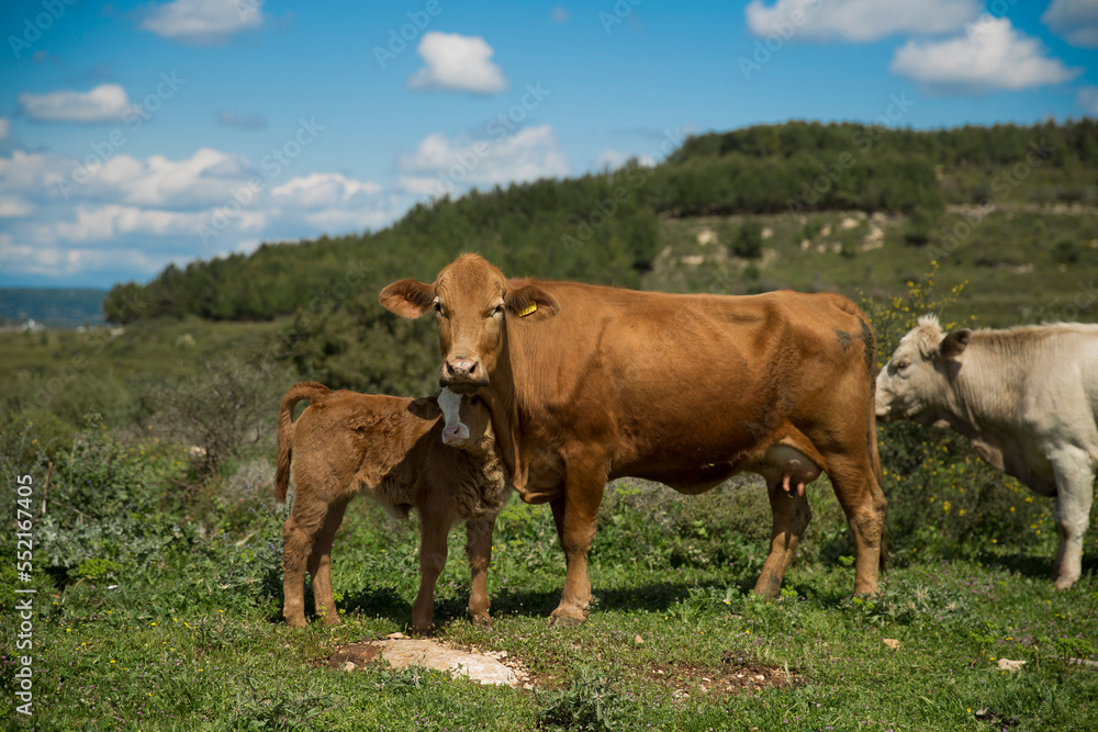 Cows And Calves Graze In A Meadow In Israel