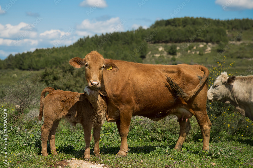 Cows And Calves Graze In A Meadow In Israel Cows And Calves Graze In A Meadow In Israel