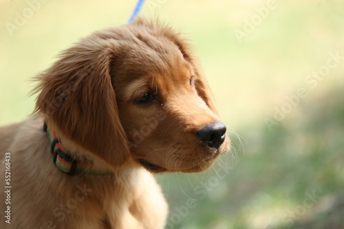 golden retriever dog