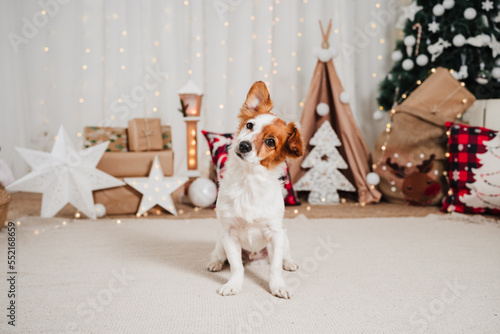 funny adorable jack russell dog indoor in front of christmas decoration at home