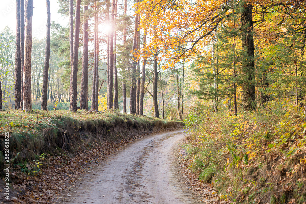 A dirt road in an oak forest in autumn