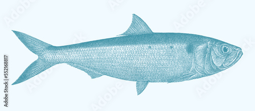 Twaite shad alosa fallax, marine fish in side view