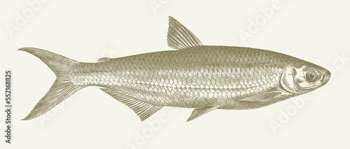 Characin alestes dentex, african freshwater fish in side view