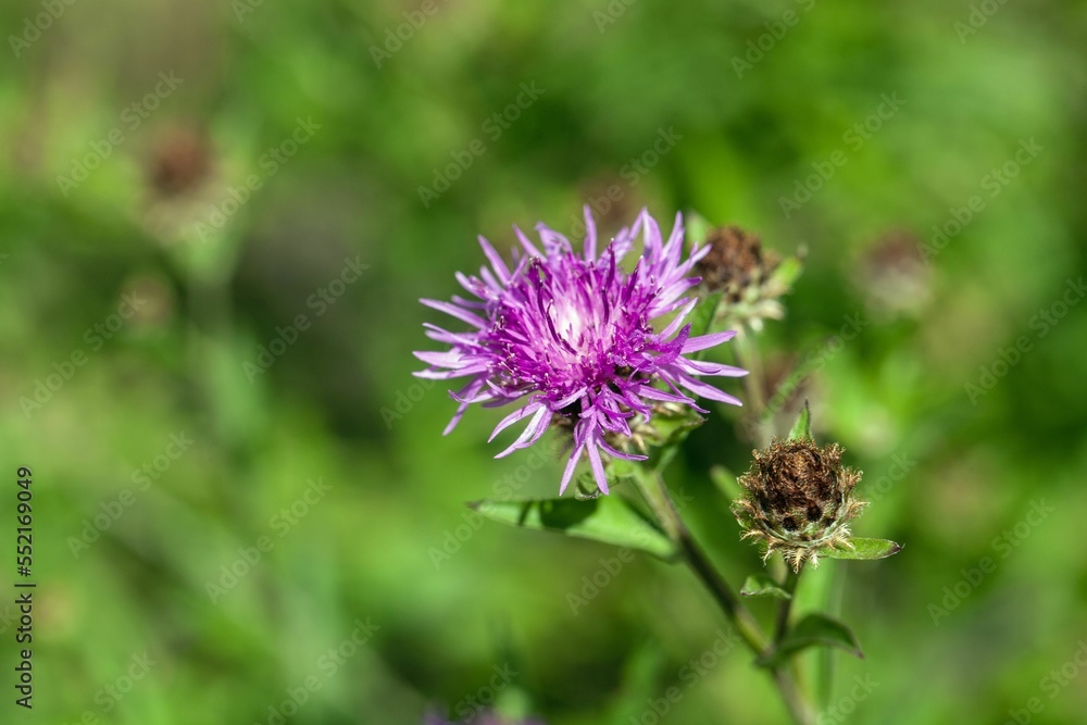 Brown knapweed, Centaurea jacea Brown knapweed, Centaurea jacea