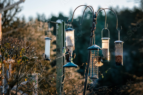feeders for wild birds with different feeds