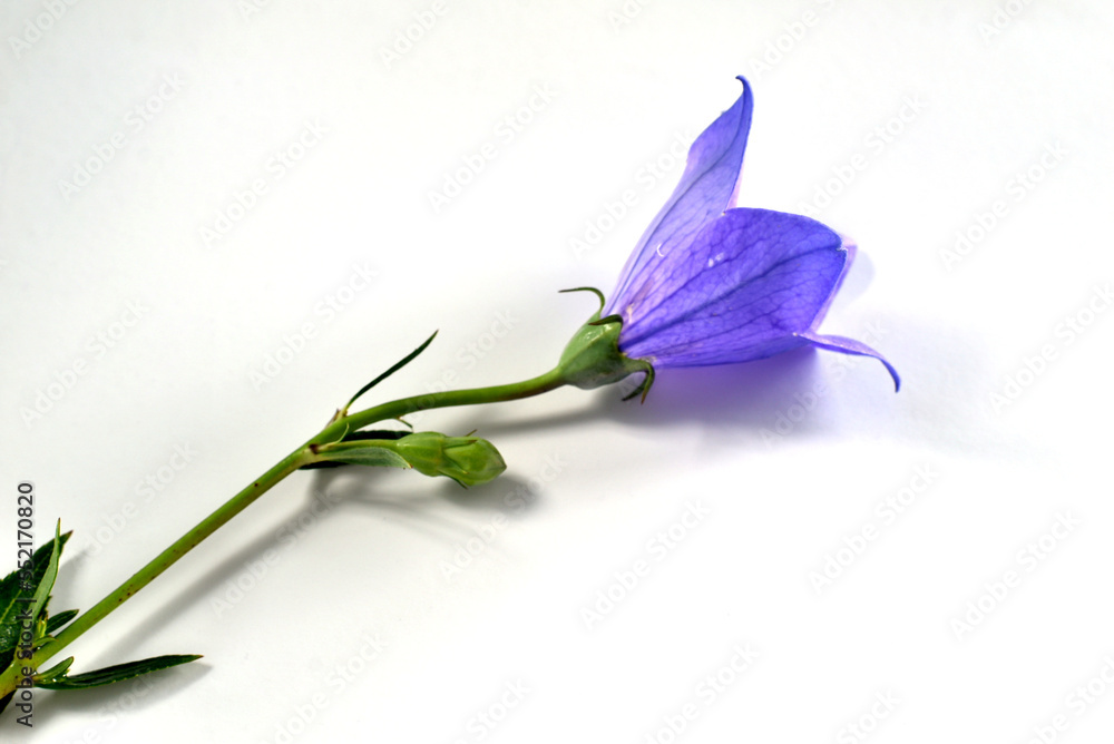 Naklejka premium Bluebell flower with long stem on white