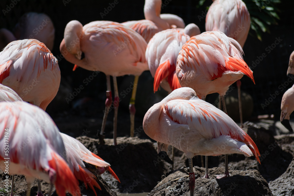 Obraz premium Pink Flamingos