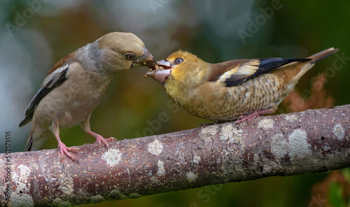 Bilde på lerret Female hawfinch (Coccothraustes coccothraustes) feeding his baby mouth to mouth
