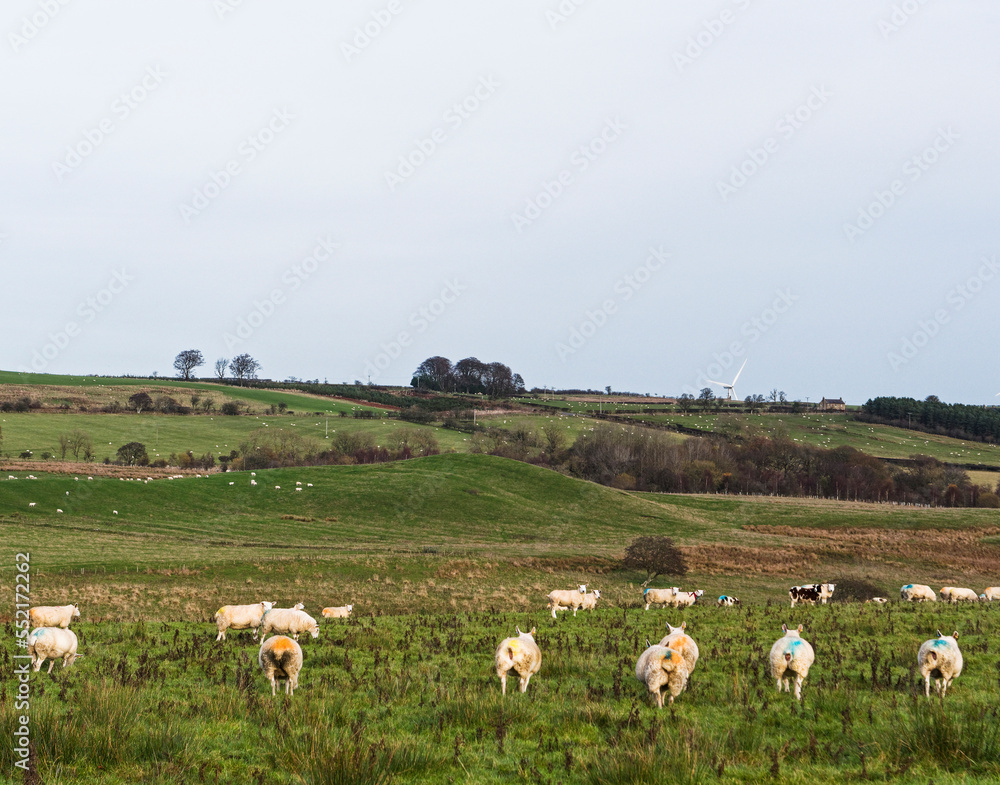 Obraz premium Ewes with raddle colours to show when they were mated.
