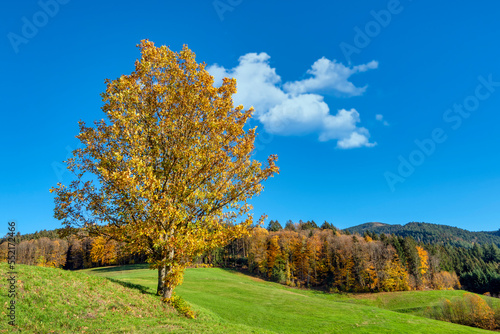 Golden autumn tree on green meadow