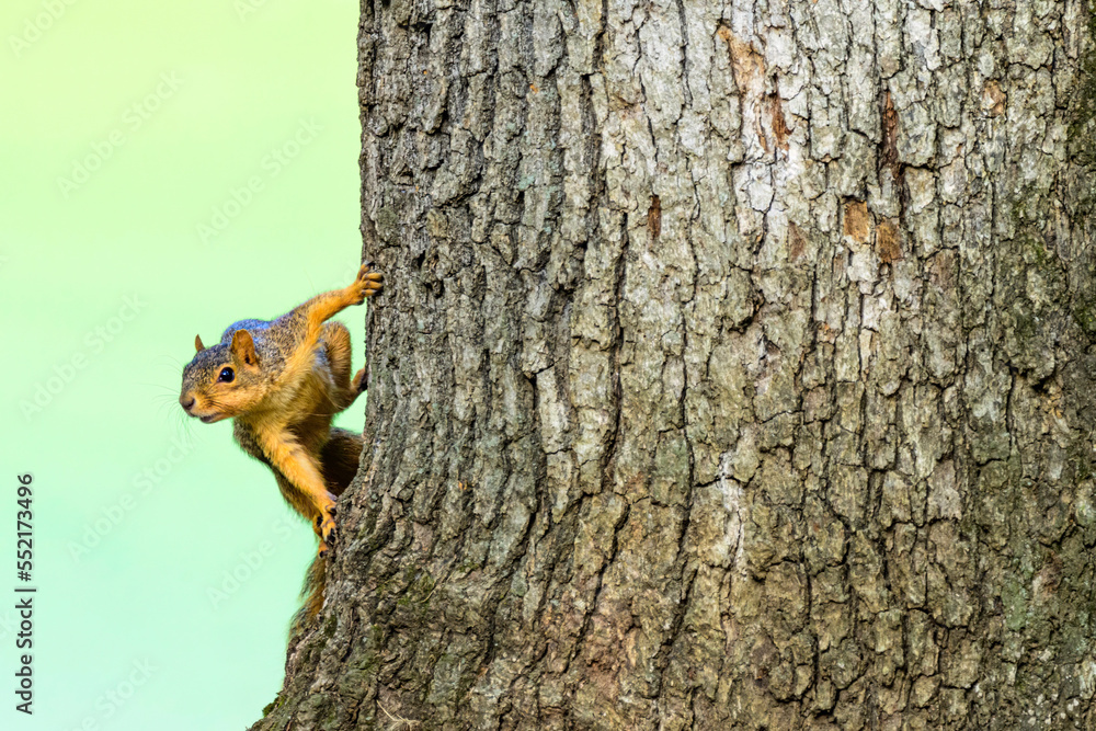 Obraz premium squirrel climbing tree