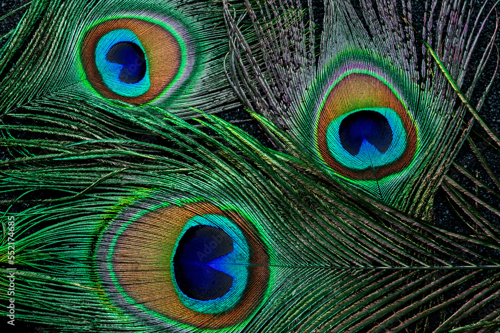 Naklejka premium Close up photo of a peacock feather, on a black background