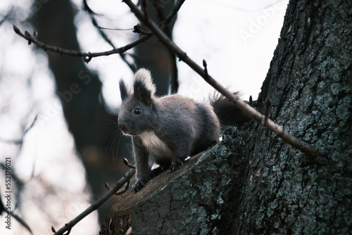 cute young squirrel portrait on tree at park, wildlife © Visualmedia