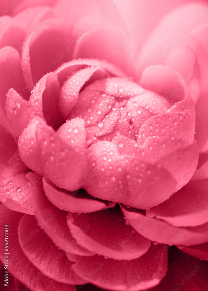 blooming red flower with water drops. floral background blooming red flower with water drops. floral background