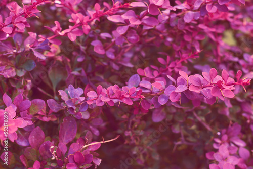 Decorative shrub Berberys Thunberga with red foliage. Leaves Barberry thunberga natural natural background.