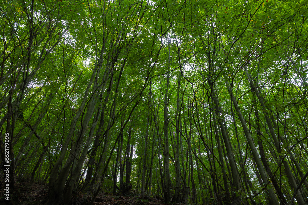 Carbon net zero or carbon neutrality concept photo. Forest view