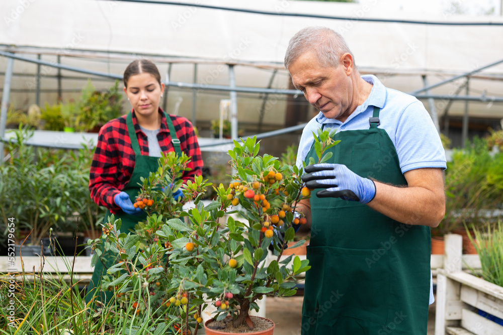 Skilled male botanist arranging potted Arbustus Unedo tree for market