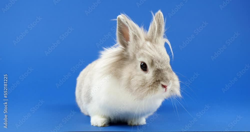 Decorative Domestic Rabbit Sits on a Blue Background. Adorable Little Bunny Looks Around. Healthy Animals and Pets Concept. Easter. Symbol of the 2023 Year