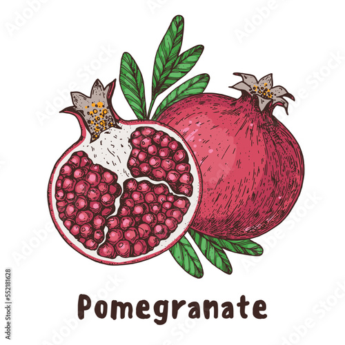 Pomegranate fruit hand drawn. Vector illustration. Design, package, brochure illustration. Pomegranate illustration. Design elements for packaging design and other.