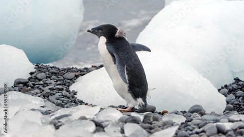 Adelie penguin (Pygoscelis adeliae) walking past a chunk of ice on the beach at Brown Bluff, Antarctica
