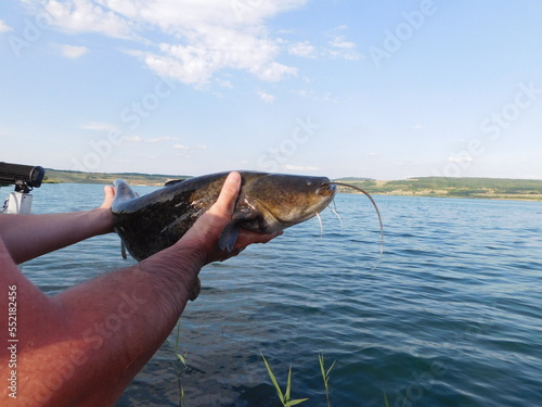 silurus glanis european wels catfish fish large, scaleless, slime covered body, and six barbels - two of which are long and on the side of the mouth and the other four are on the lower jaw. It has a t photo