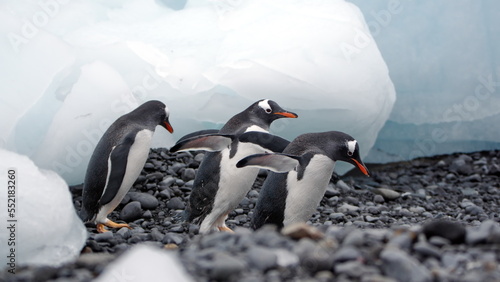 Gentoo penguins (Pygoscelis papua) walking past chunks of ice on the beach at Brown Bluff, Antarctica
