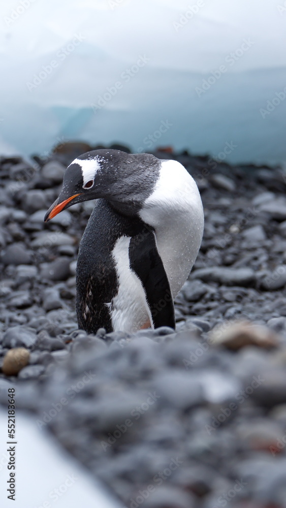 Obraz premium Gentoo penguin (Pygoscelis papua) among chunks of ice on the beach at Brown Bluff, Antarctica