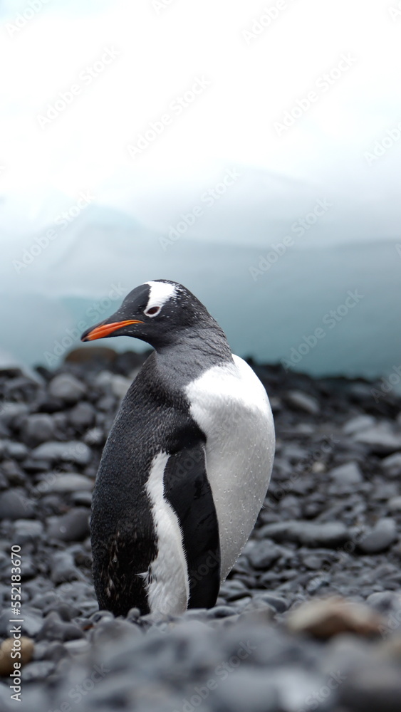 Obraz premium Gentoo penguin (Pygoscelis papua) among chunks of ice on the beach at Brown Bluff, Antarctica