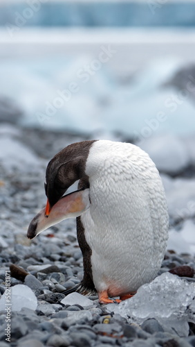 Gentoo penguin (Pygoscelis papua) preening in front of chunks of ice on the beach at Brown Bluff, Antarctica