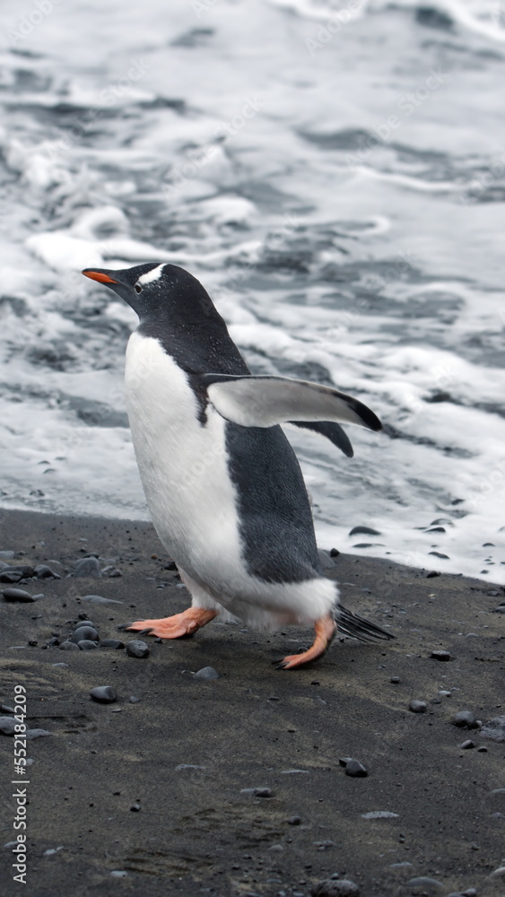 Fototapeta premium Gentoo penguin (Pygoscelis papua) on the beach at Brown Bluff, Antarctica